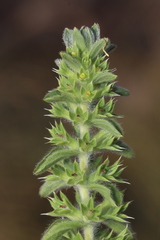 Sideritis montana