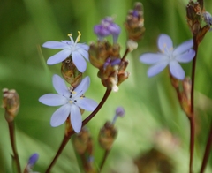Orthrosanthus monadelphus