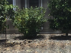 Prunus pseudocerasus