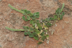 Lafuentea rotundifolia