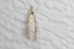 Fissicrambus quadrinotellus