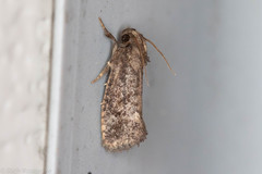 Acrolophus texanella