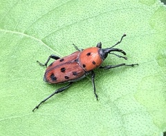 Rhodobaenus tredecimpunctatus