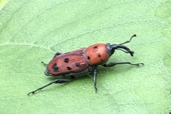 Rhodobaenus tredecimpunctatus