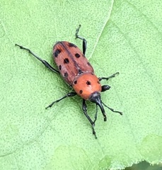 Rhodobaenus tredecimpunctatus
