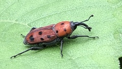 Rhodobaenus tredecimpunctatus