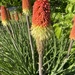 Red Hot Poker - Photo (c) teharat, some rights reserved (CC BY-NC)