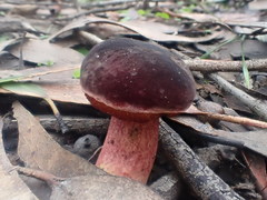 Boletus barragensis