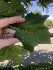 Platanus occidentalis