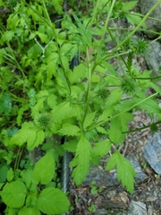 Geum laciniatum