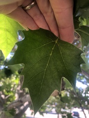 Platanus occidentalis