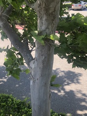 Platanus occidentalis
