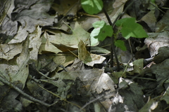 Metarranthis indeclinata