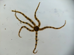 Ophiactis
