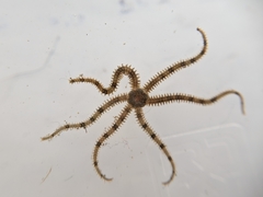 Ophiactis