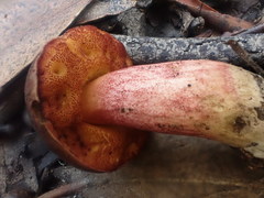Boletus barragensis