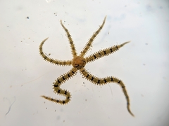 Ophiactis