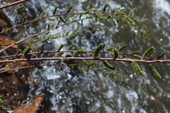 Salix irrorata