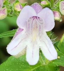 Penstemon smallii
