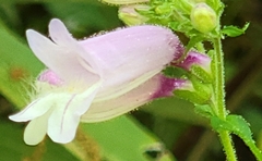 Penstemon smallii