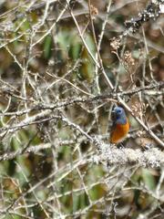 Phoenicurus frontalis