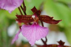 Rhynchostele bictoniensis