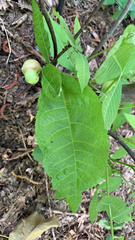 Phylloxera spinosa