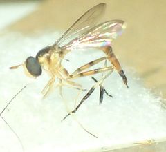 Stylogaster biannulata