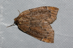 Spodolepis substriataria