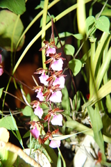 Rhynchostele bictoniensis