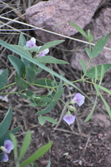 Lathyrus lanszwertii