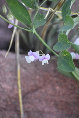 Lathyrus lanszwertii