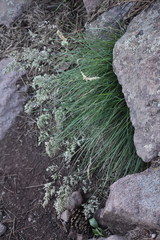Poa fendleriana