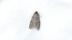 Semioscopis inornata