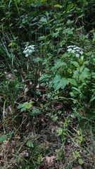 Conopodium pyrenaeum