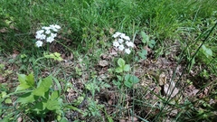 Conopodium pyrenaeum