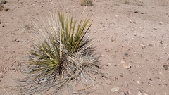 Yucca baileyi