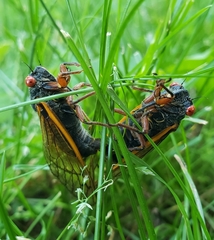 Magicicada septendecula