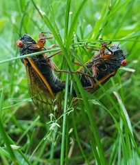 Magicicada septendecula