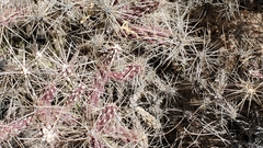 Cylindropuntia whipplei