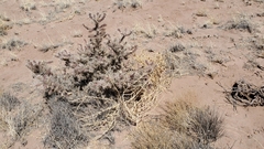 Cylindropuntia whipplei