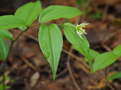 Disporum smilacinum