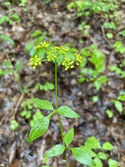 Thaspium trifoliatum aureum