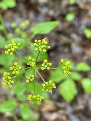 Thaspium trifoliatum aureum