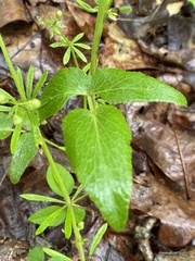 Thaspium trifoliatum aureum