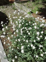 Diplotaxis erucoides