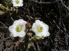 Opuntia salmiana