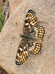 Chlosyne fulvia