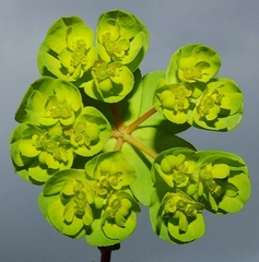 Euphorbia helioscopia