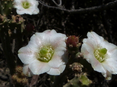 Opuntia salmiana